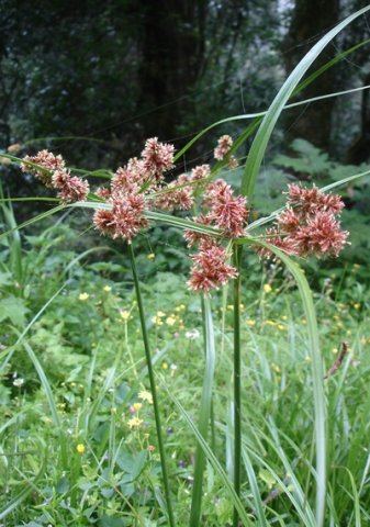 Cyperus solidus